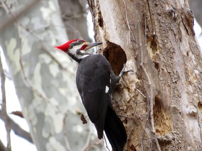 Nature black wildlife photo