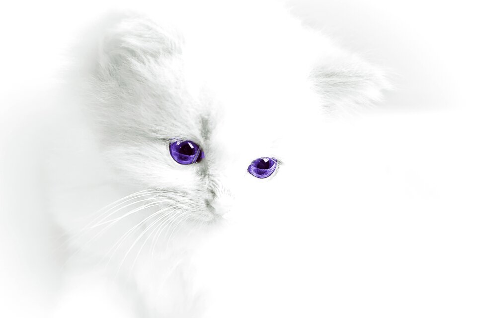 Domestic cat white cat young animal