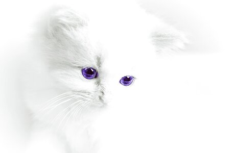 Domestic cat white cat young animal