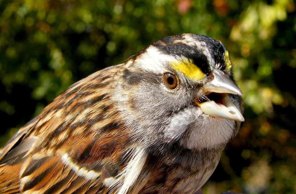 Nature wildlife animal