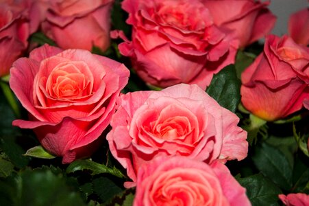 Flower rose tender rose