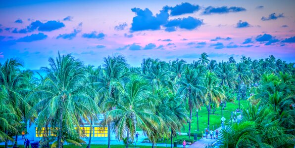 Sunset palm trees tropical photo