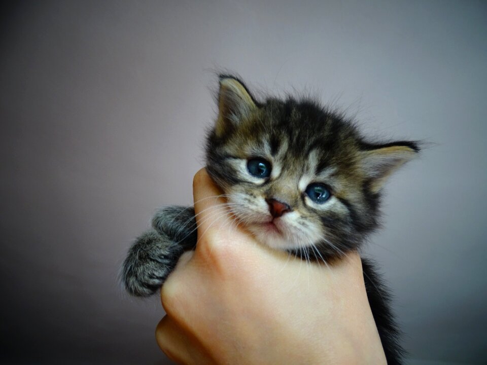 Domestic cat blue eye paw