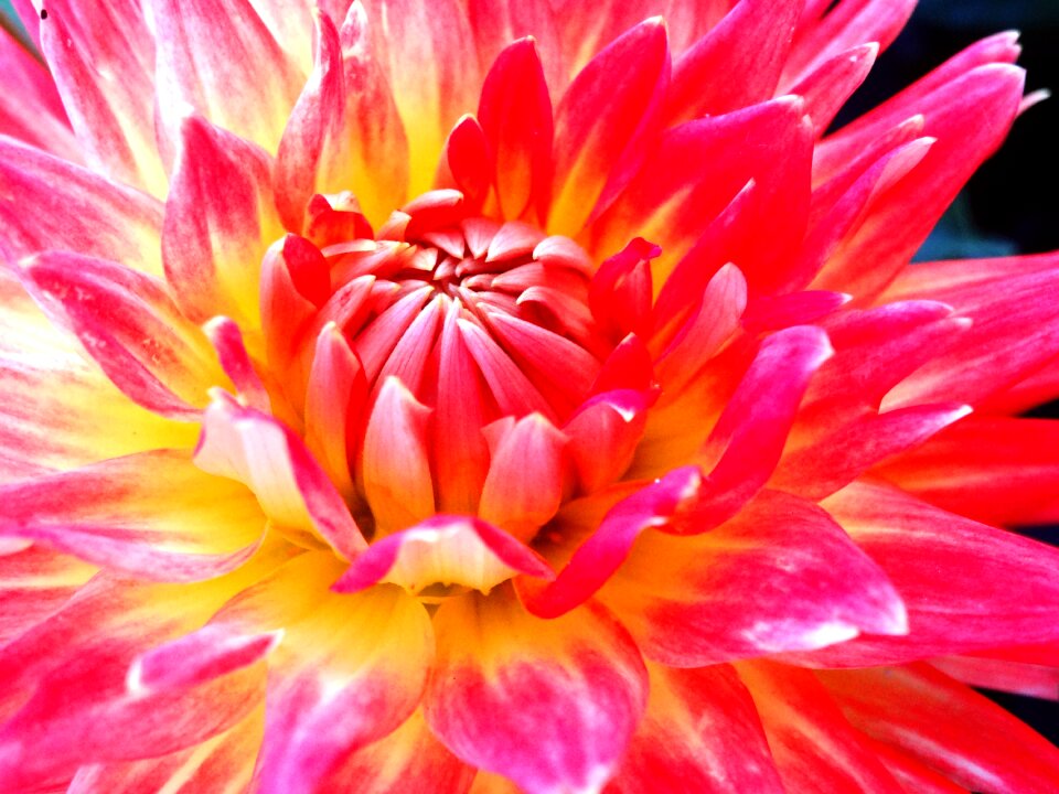 Bloom pink nature