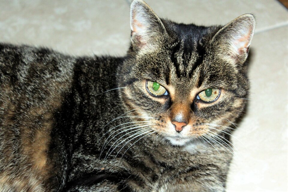 Kitten cat face cat's eyes