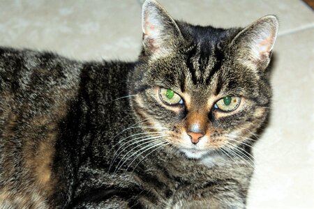 Kitten cat face cat's eyes