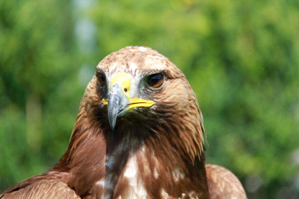 Bird nature head photo