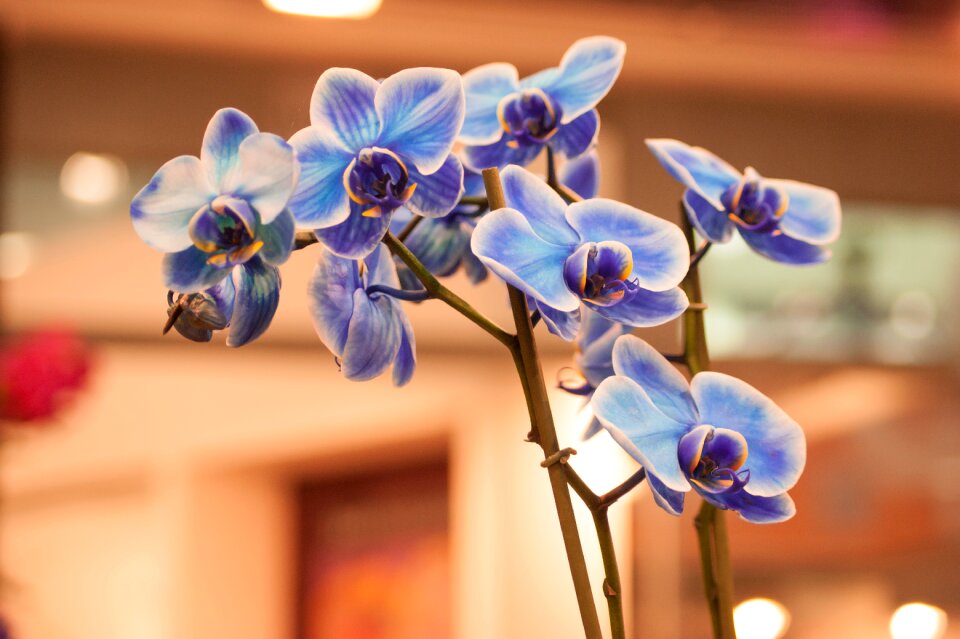 Plant beautiful flowers beautiful flower