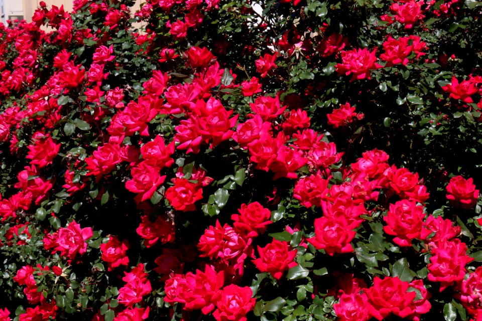 Knockout Rose Riot