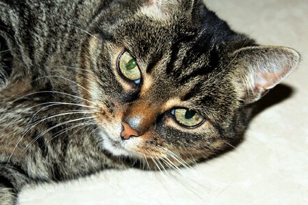 Cute cat cat's eyes cute