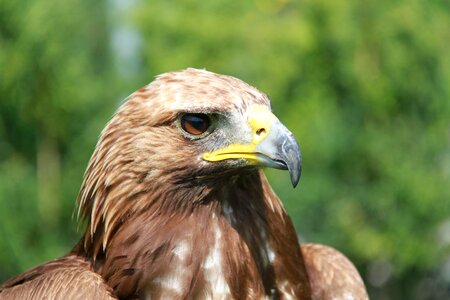 Bird nature head