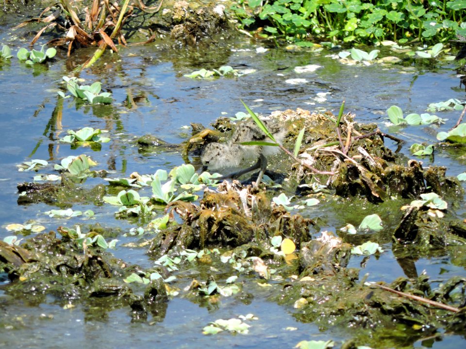Can you find the bird?