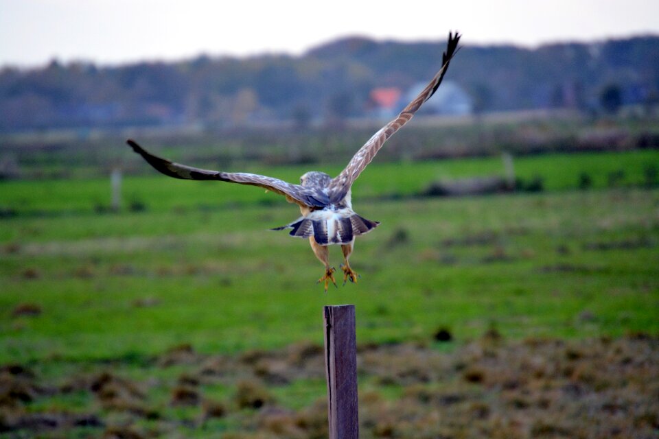 Bird of prey animal creature