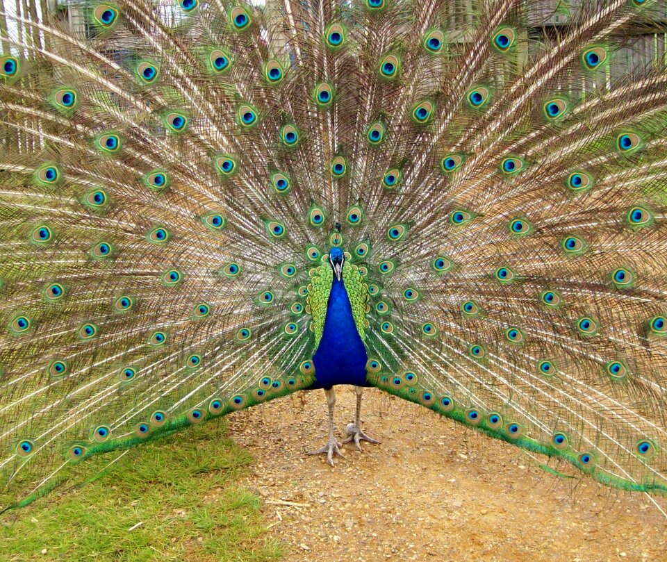 Feather nature animal