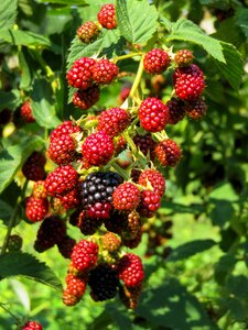 Berries delicious garden