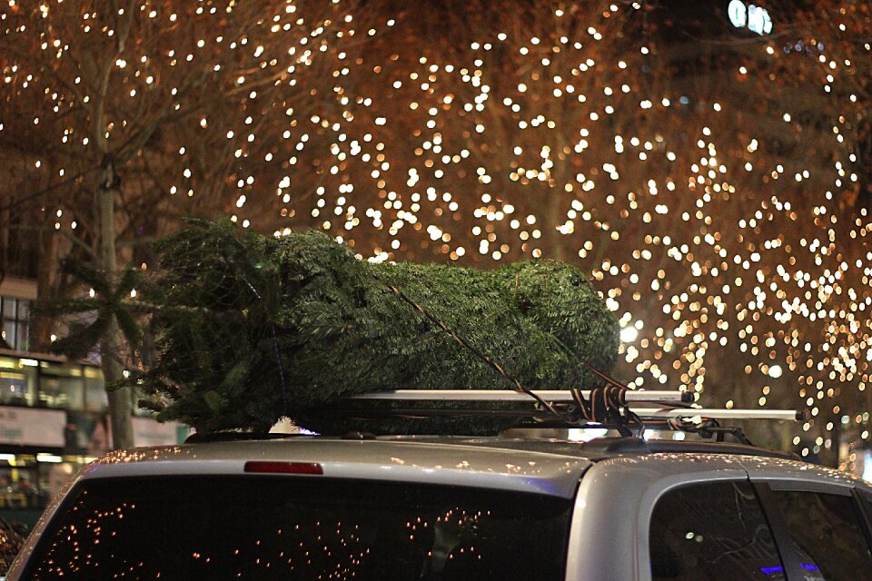 Street christmas tree holiday