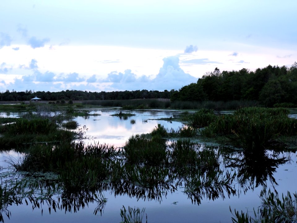 Green Cay At Dusk