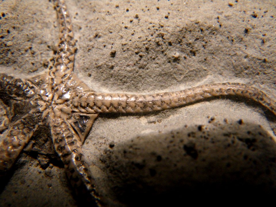 Ophioderma egertoni