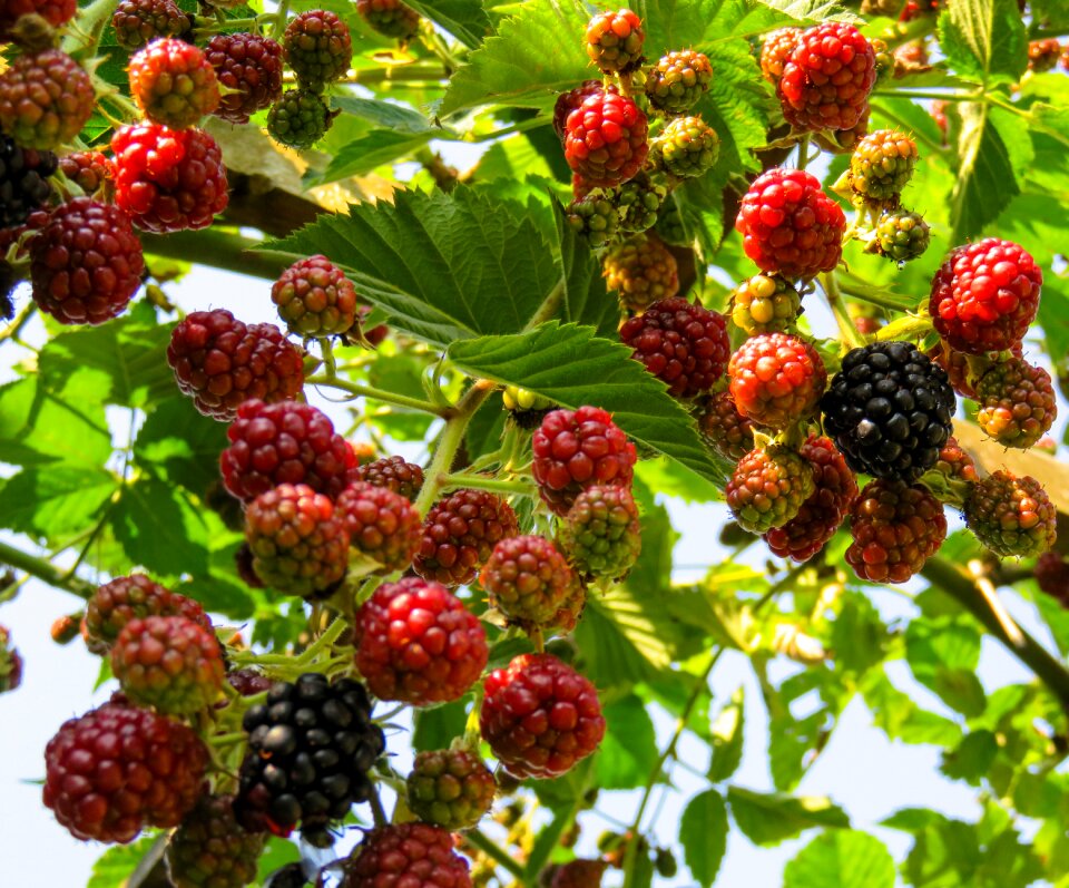 Berries delicious garden