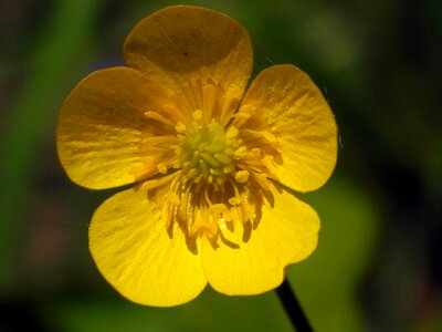 Bloom summer flower