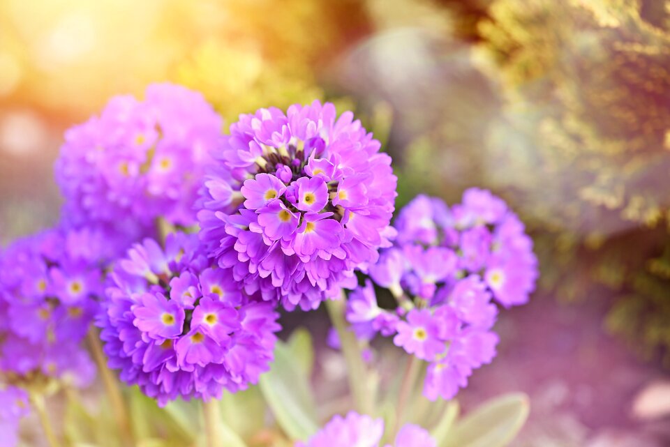 Spring flower early bloomer garden