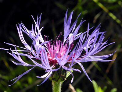 Violet flower wild flower