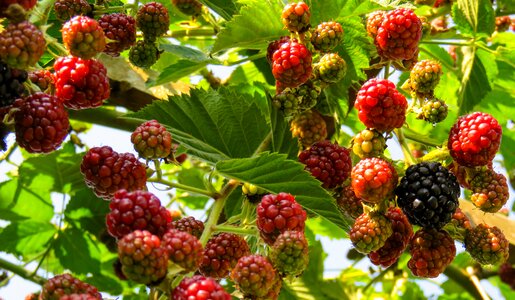Berries delicious garden
