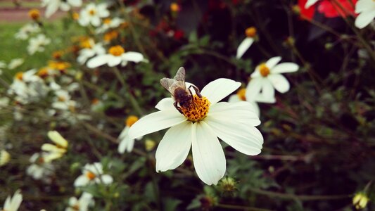 Flower pollinator nature