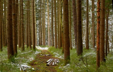 Away trees nature