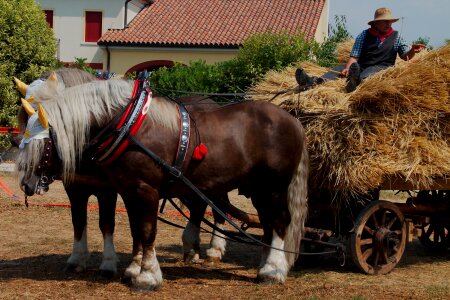 Horses wagon farmer photo