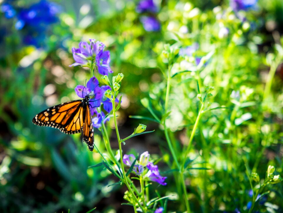 Colorful garden insect