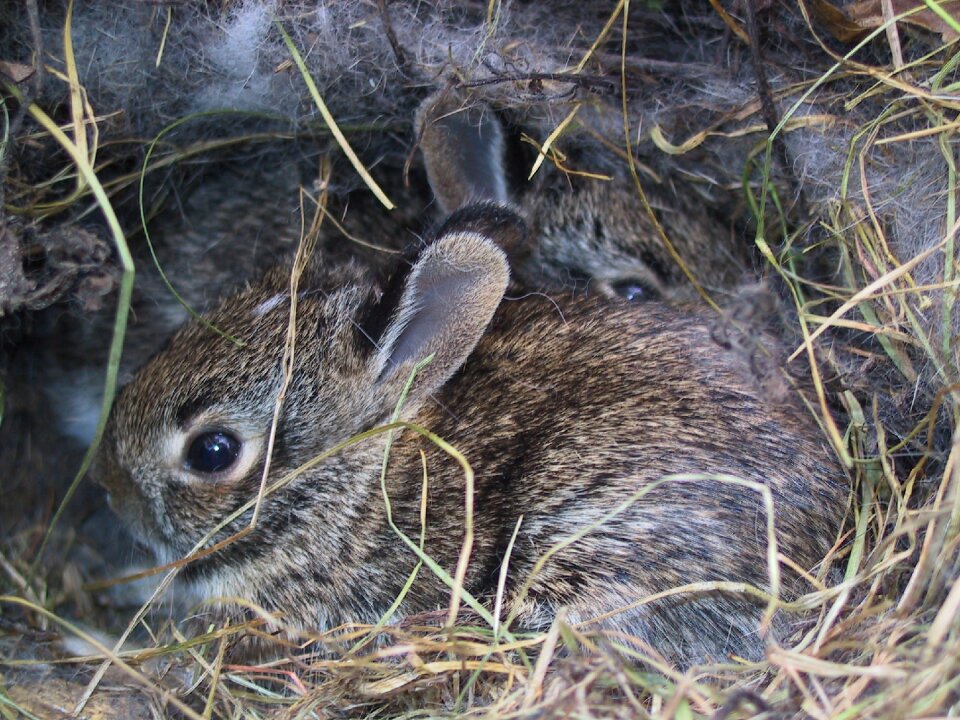 Cute baby nest