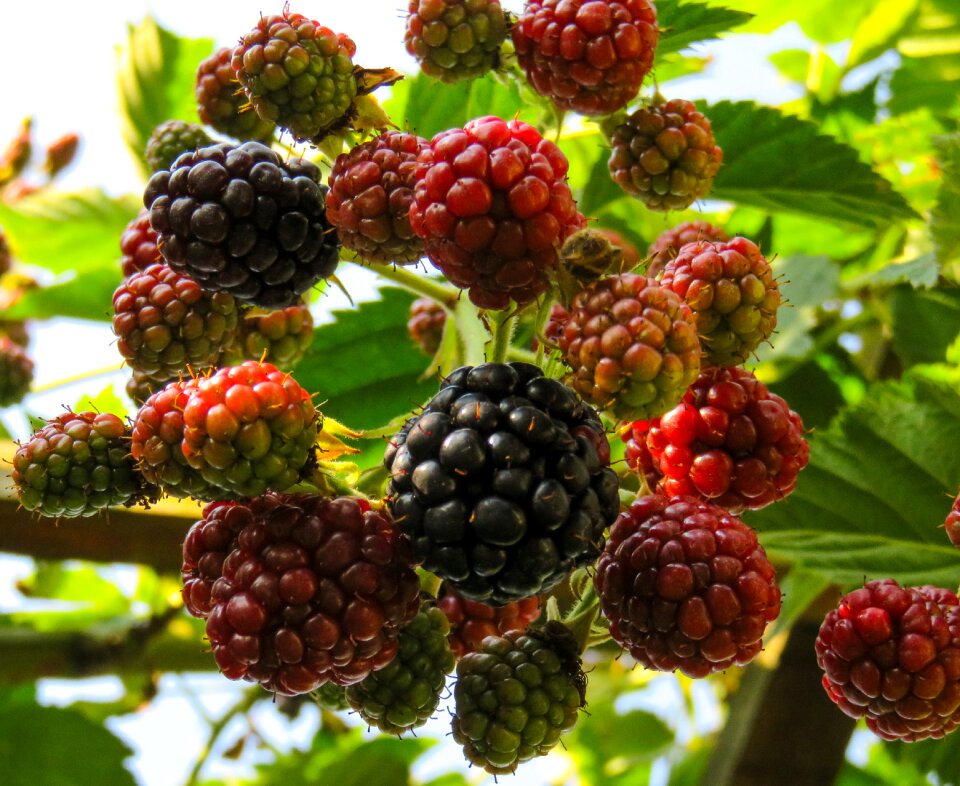 Berries delicious garden