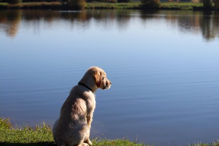 Sand beige puppy photo