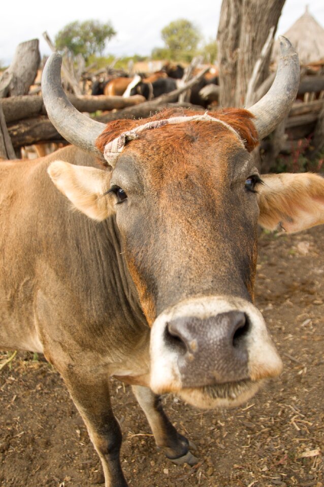 Agriculture cattle domestic