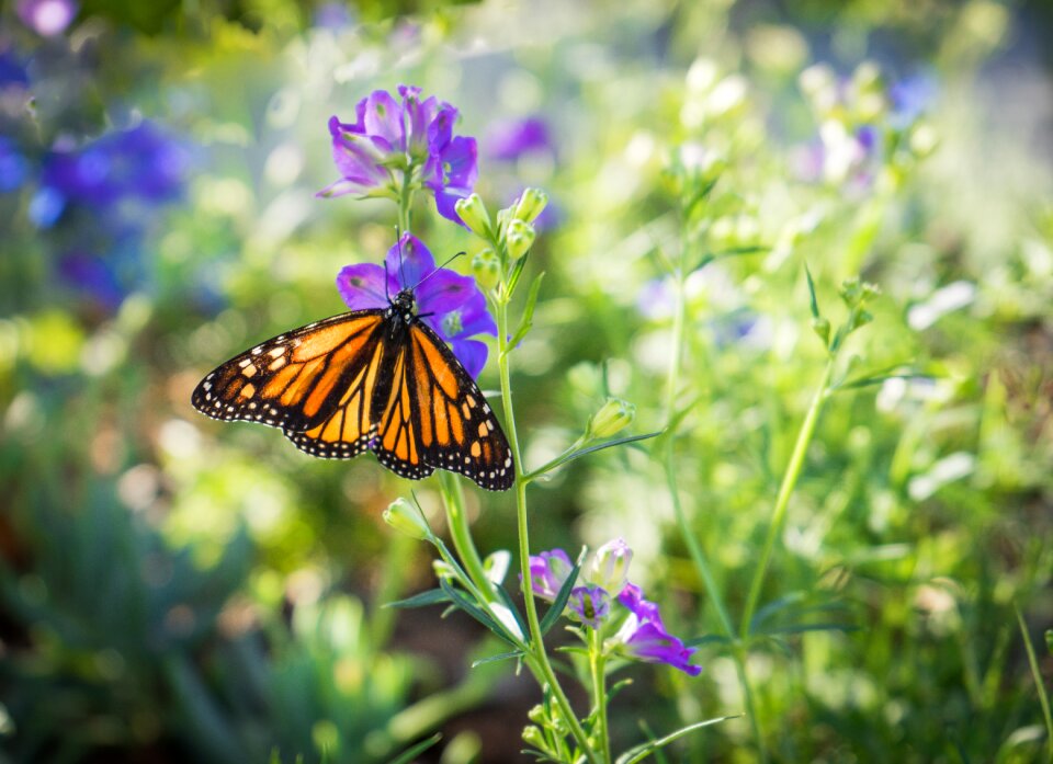 Colorful garden insect