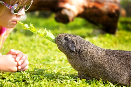 Food friendship smooth hair photo