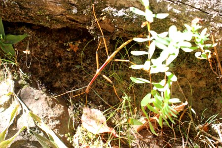Walking stick
