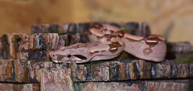 Boa constrictor imperator lurking close up