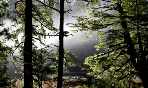 Forests lightstream