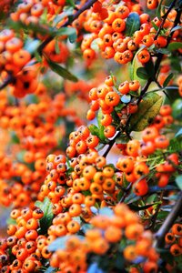 Bush garden orange