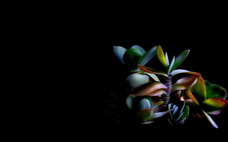 background, wallpaper, hintergrundbild (free)