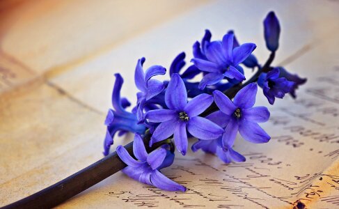Blue spring flower fragrant flower photo