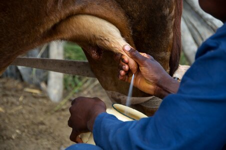 Agriculture cattle domestic