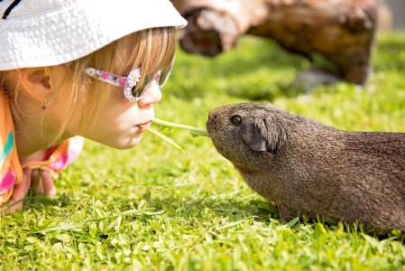 Smooth hair lemonagouti nature