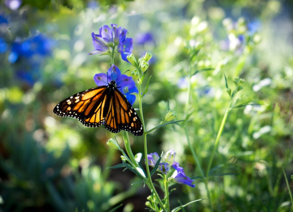 Colorful garden insect
