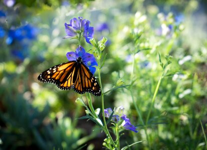 Colorful garden insect