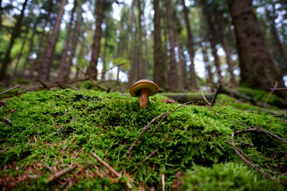 Tube mushroom glade nature