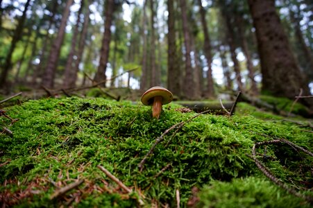 Tube mushroom glade nature photo