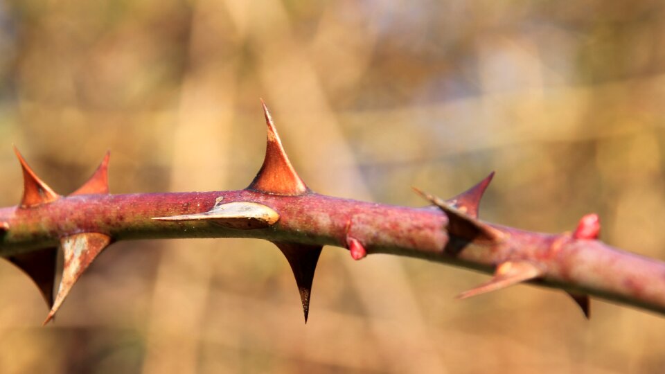 Pointed prickly spur